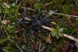 Image of Foldingdoor Spider