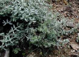 Image of French lavender