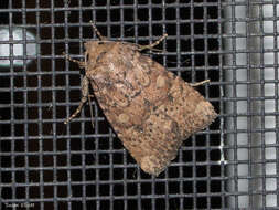 Image of Northern Scurfy Quaker Moth