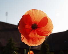 Image of Long-headed Poppy