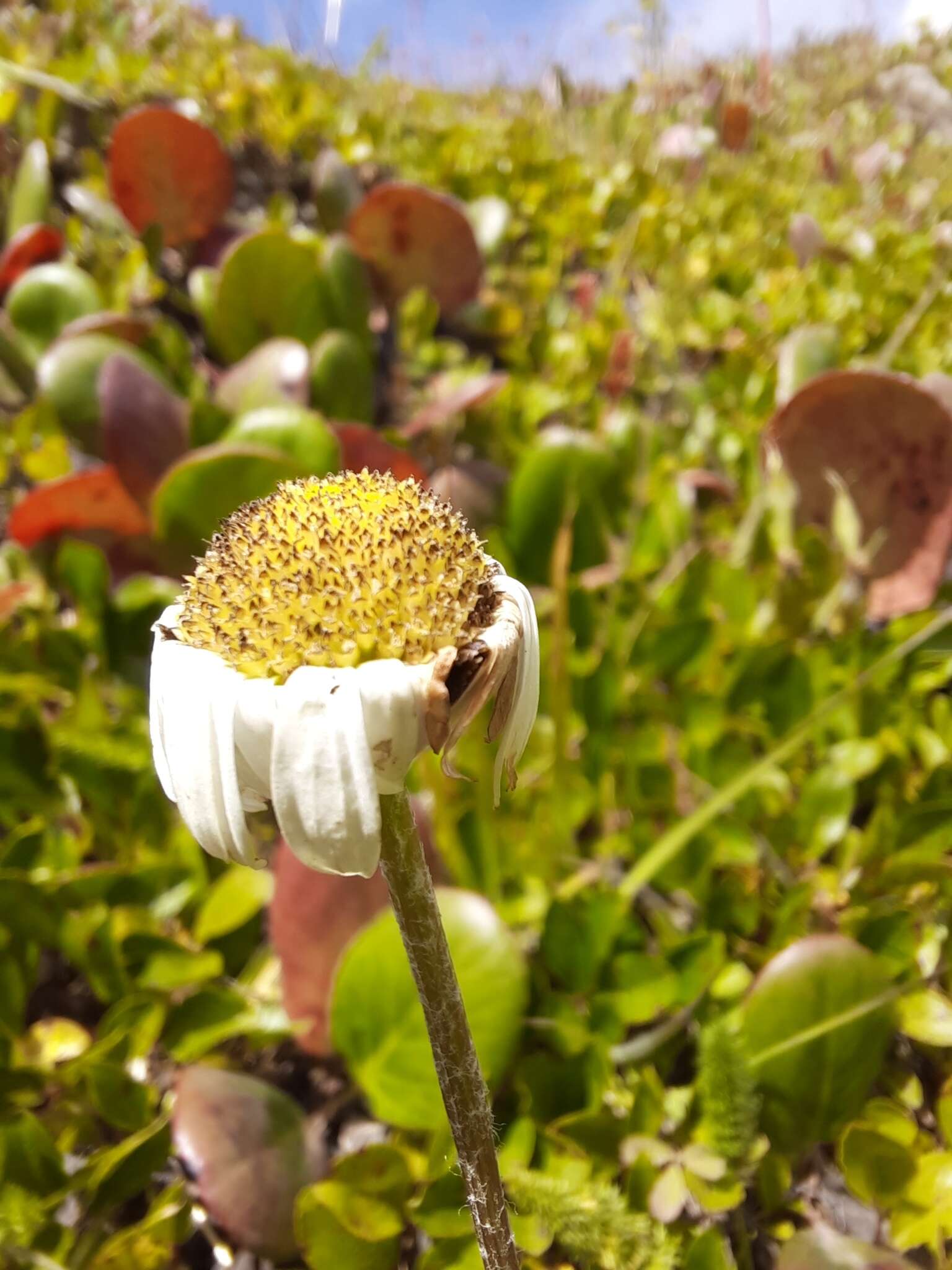 Image of Tanacetum pulchellum Sch. Bip.