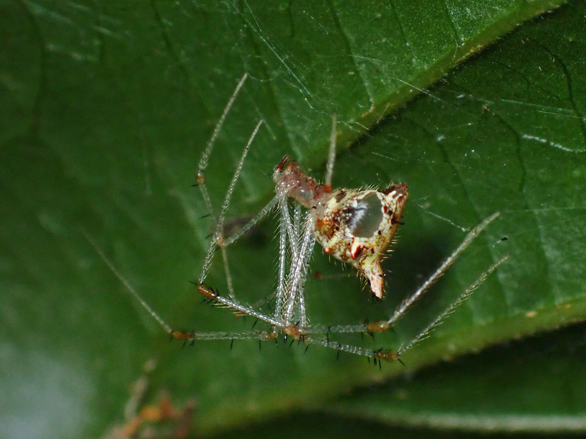 Image of Meotipa thalerorum Deeleman-Reinhold 2009