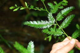 Image de Dacrycarpus imbricatus (Blume) de Laub.