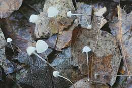 Image of Mycena albiceps (Peck) Gilliam 1976