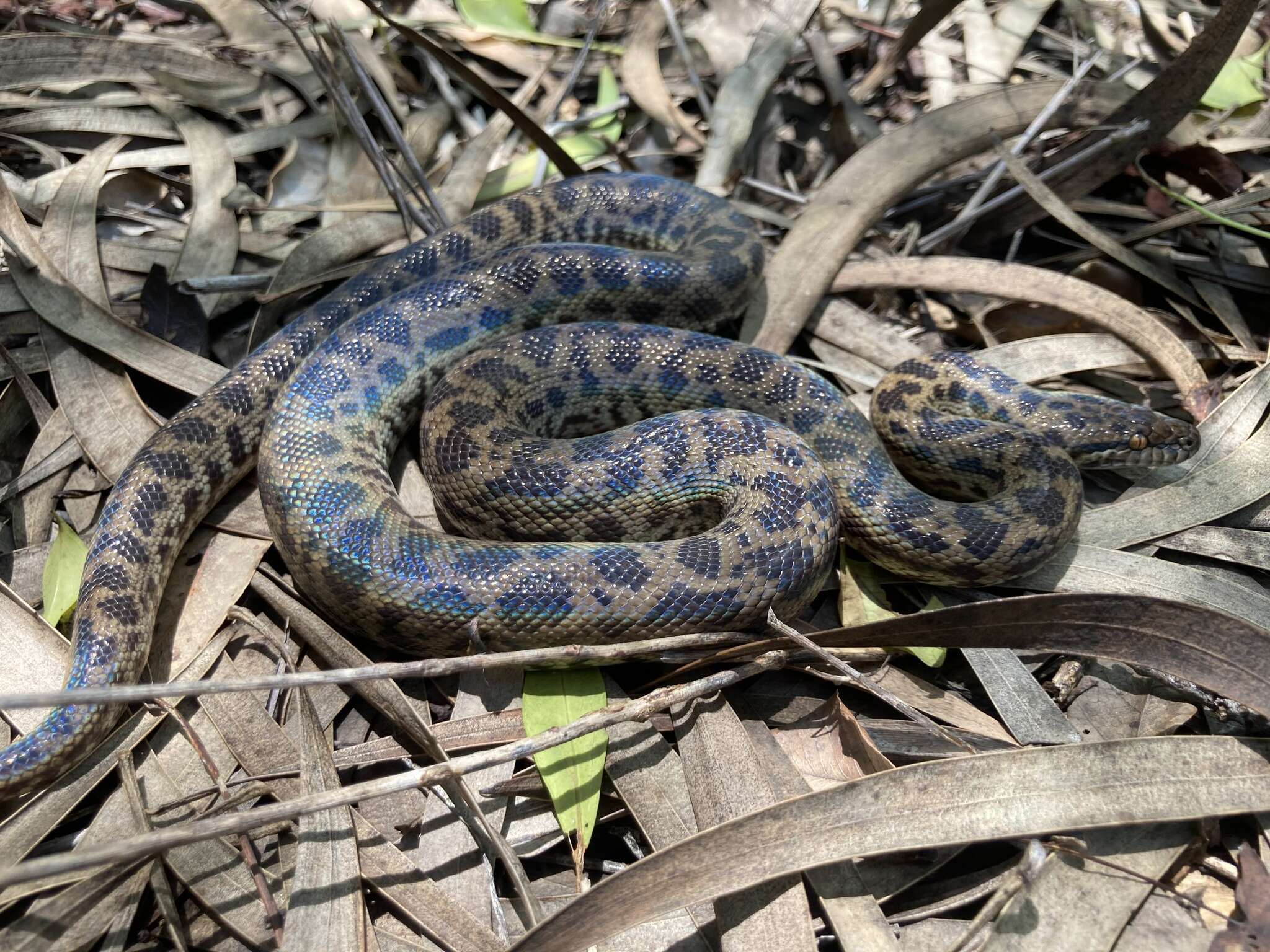 Image of Spotted python