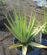 Aloe tormentorii (Marais) L. E. Newton & G. D. Rowley resmi