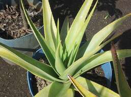 Aloe tormentorii (Marais) L. E. Newton & G. D. Rowley resmi