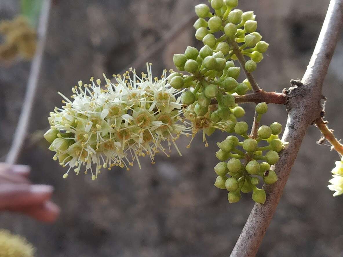 Image de Combretum albidum G. Don