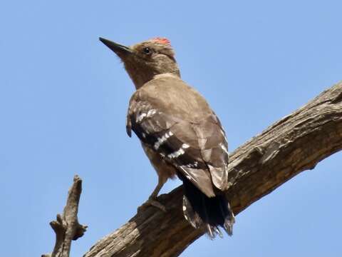 Image of Arabian Woodpecker