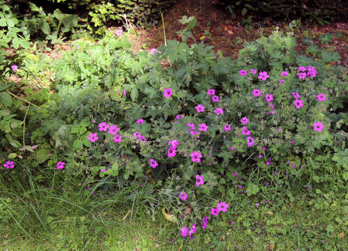 Image of Armenian crane's-bill