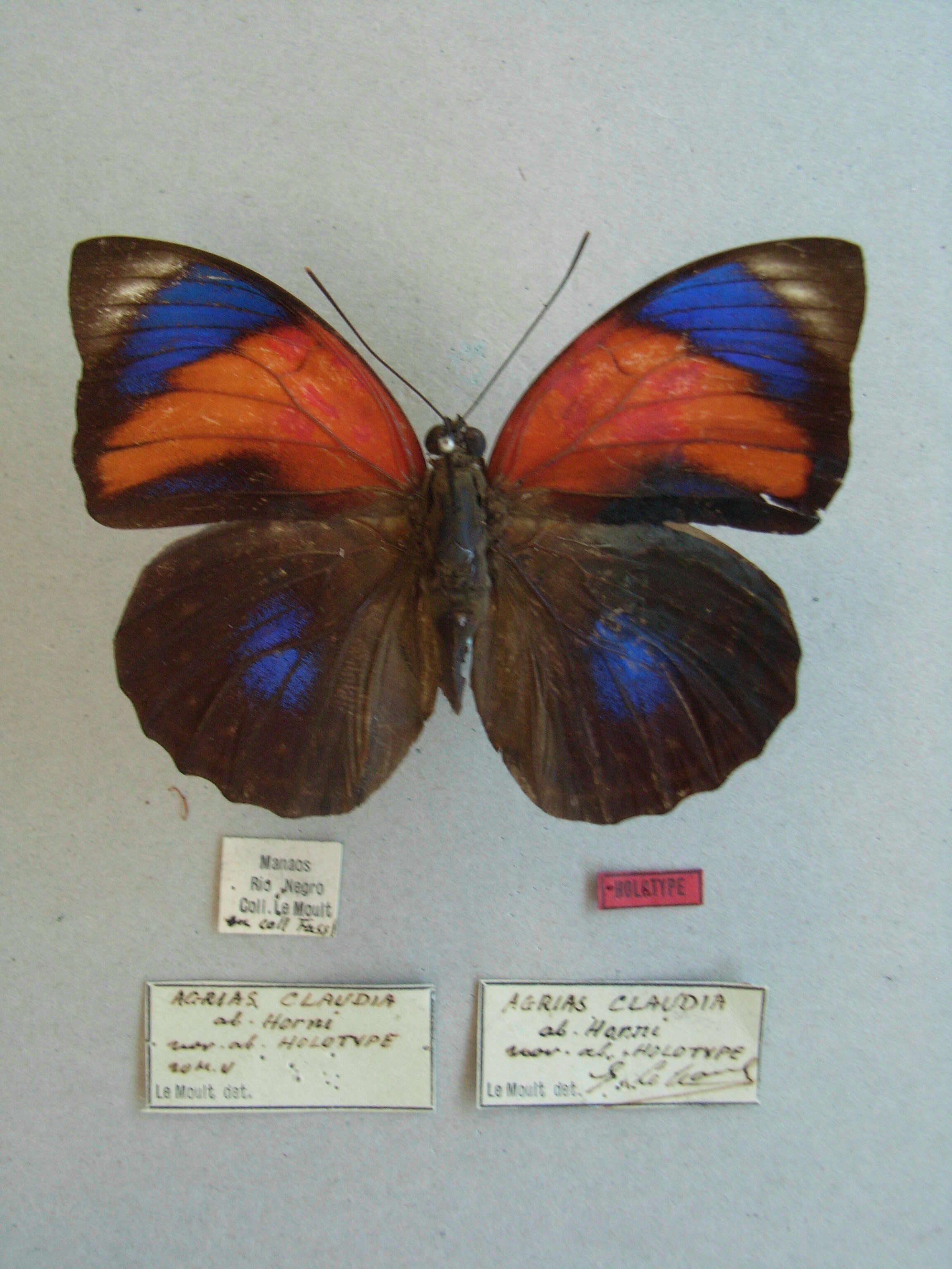 Image of Agrias claudina