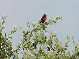 Image of Peruvian Meadowlark