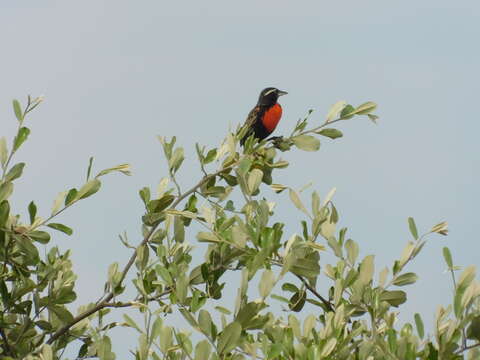 Leistes bellicosus (de Filippi 1847) resmi