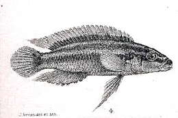 Image de Julidochromis ornatus Boulenger 1898