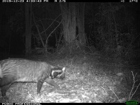 Image of large Indian civet