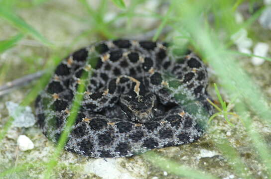 Image of Sistrurus miliarius barbouri Gloyd 1935