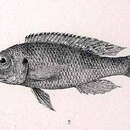 Imagem de Limnochromis auritus (Boulenger 1901)