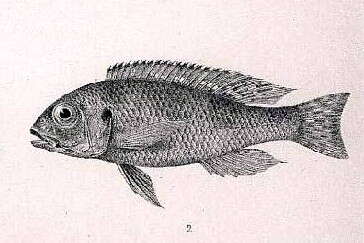 Image of Limnochromis