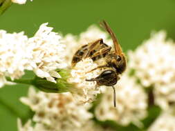 Image of Lasioglossum quebecense (Crawford 1907)