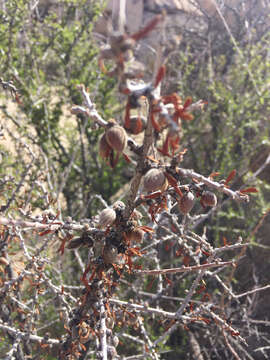 Prunus fasciculata (Torr.) Gray resmi