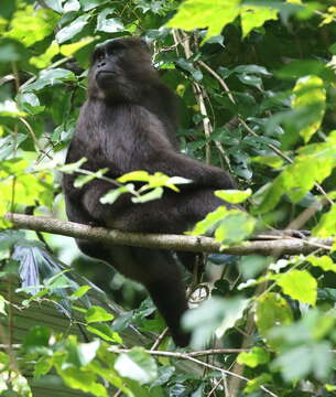 Image of Celebes Macaque