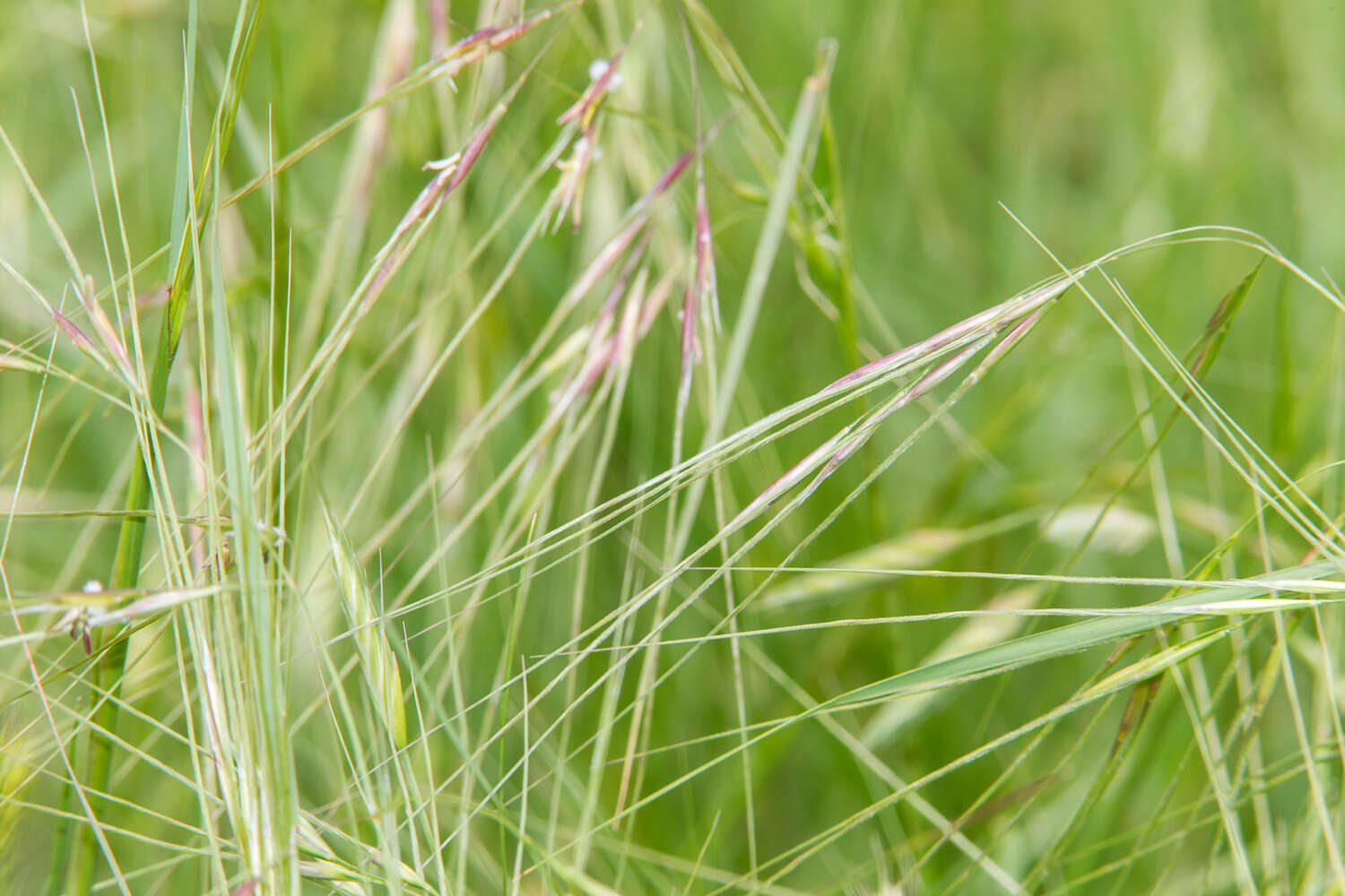 Image of Texas wintergrass