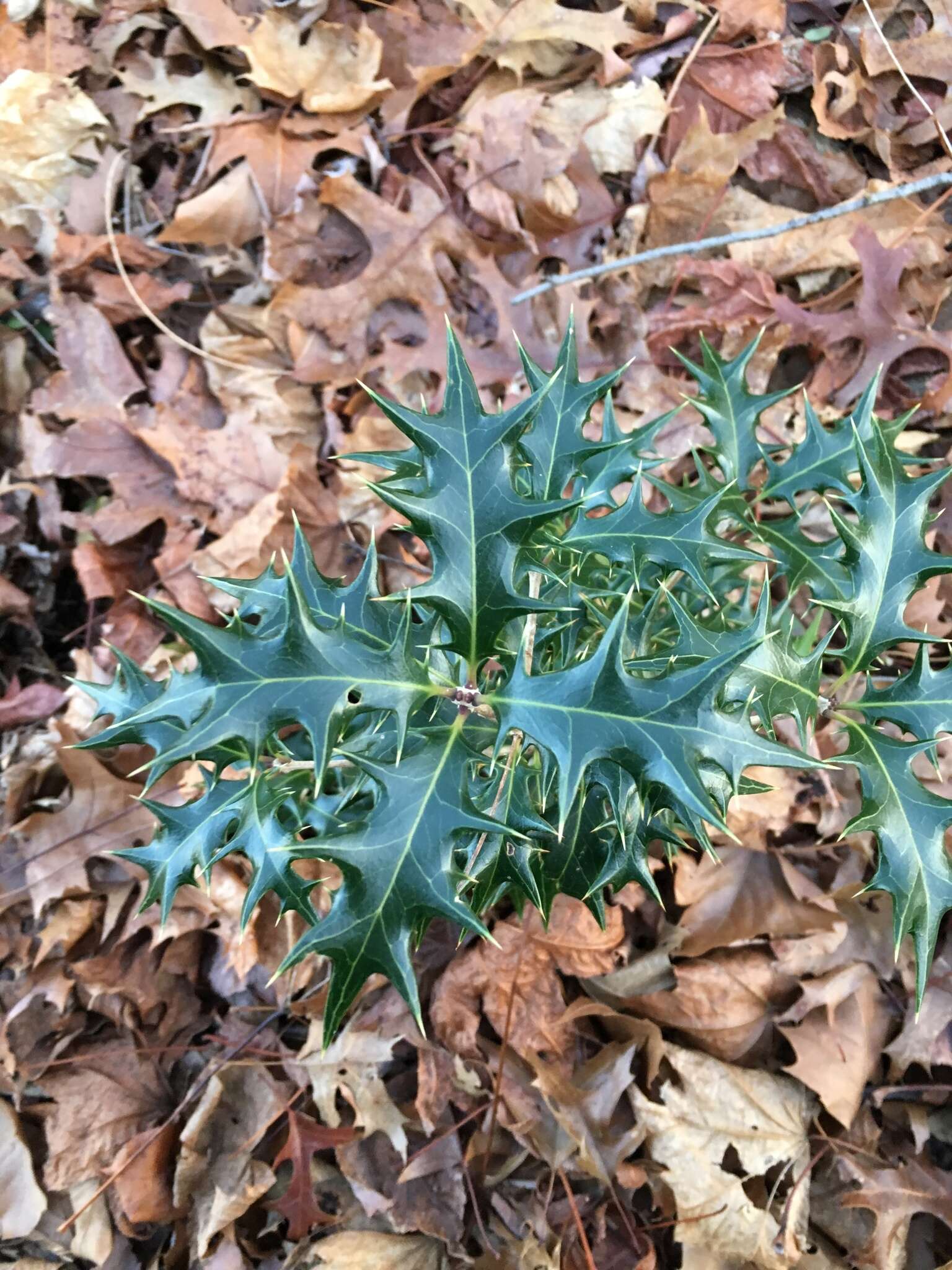 Image of holly osmanthus