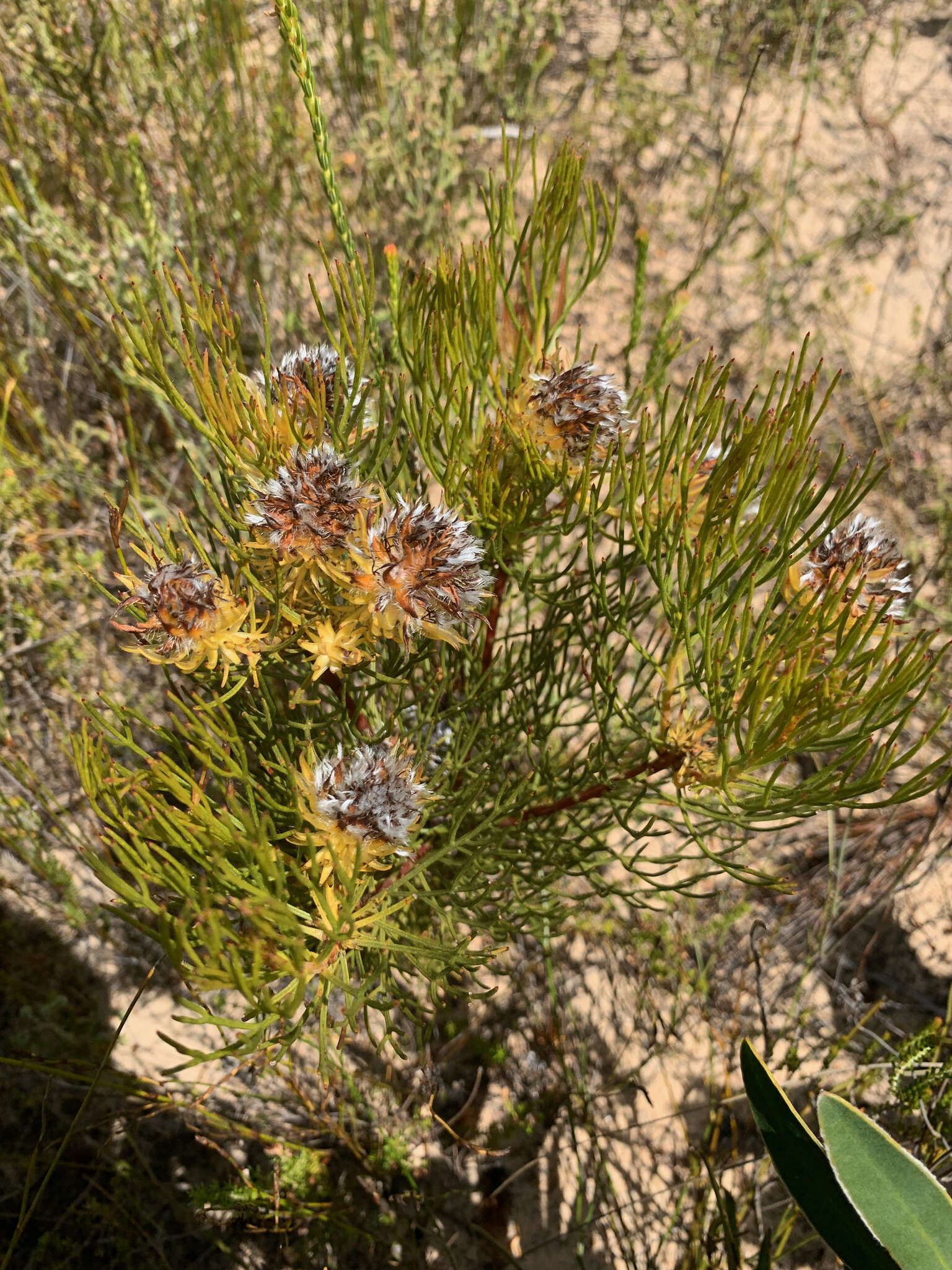 Imagem de Serruria phylicoides (Berg.) R. Br.