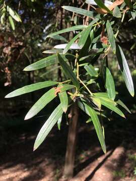 Plancia ëd Podocarpus elatus R. Br. ex Endl.