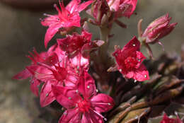 Image of Graptopetalum bellum (Moran & Meyran) D. R. Hunt