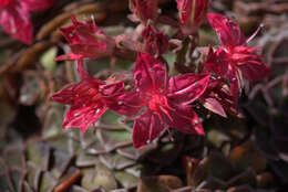 Image of Graptopetalum bellum (Moran & Meyran) D. R. Hunt