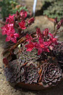 Image of Graptopetalum bellum (Moran & Meyran) D. R. Hunt