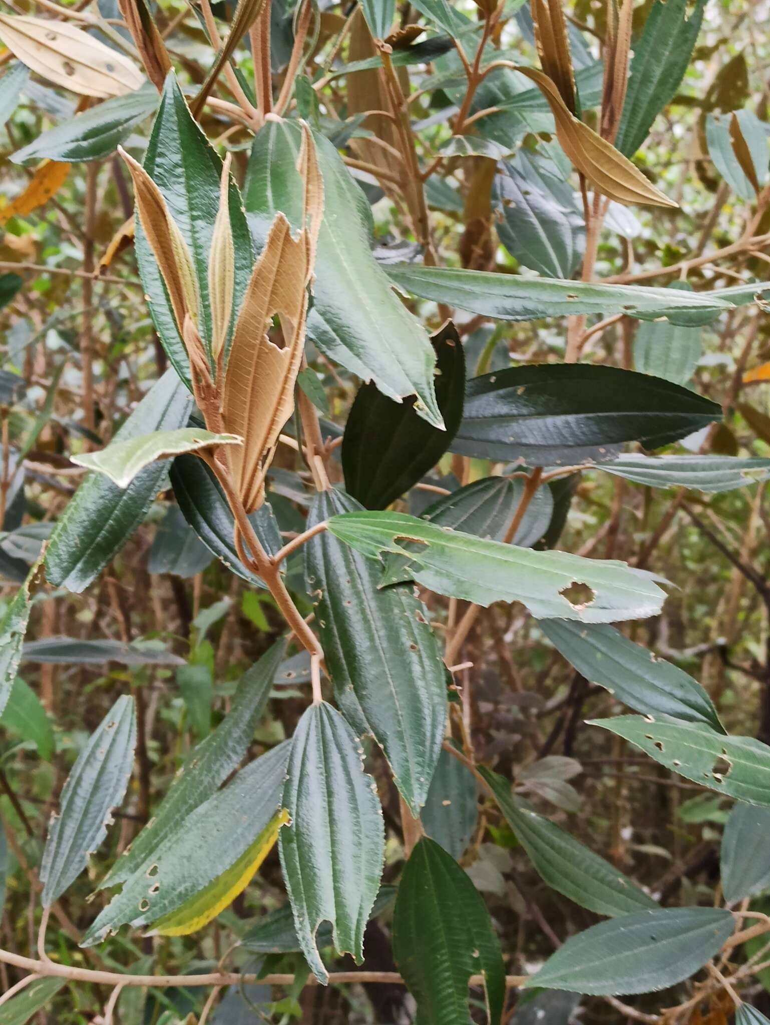 Image of Miconia versicolor Naud.