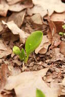 Image of Limestone Adder's-Tongue