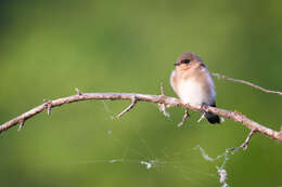 صورة Stelgidopteryx Baird & SF 1858