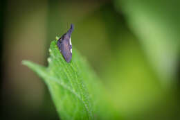 Image of Two-marked Treehopper