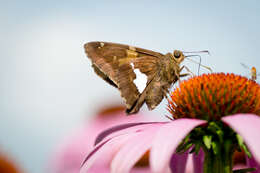 Image of Silver-spotted Skipper