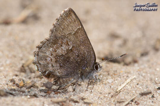 Plancia ëd Callophrys polios (Cook & Watson 1907)