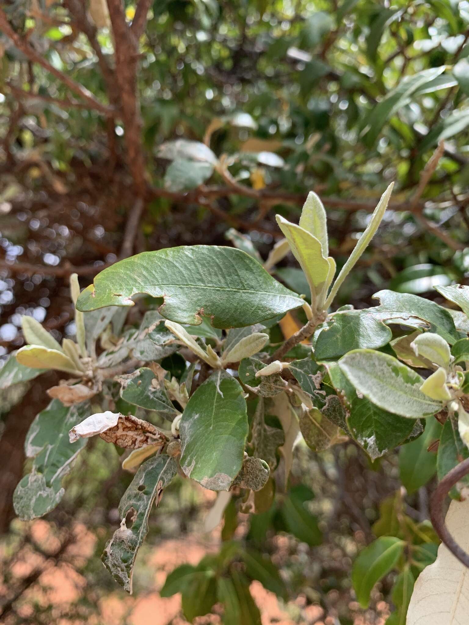 Image of Brachylaena huillensis O. Hoffm.