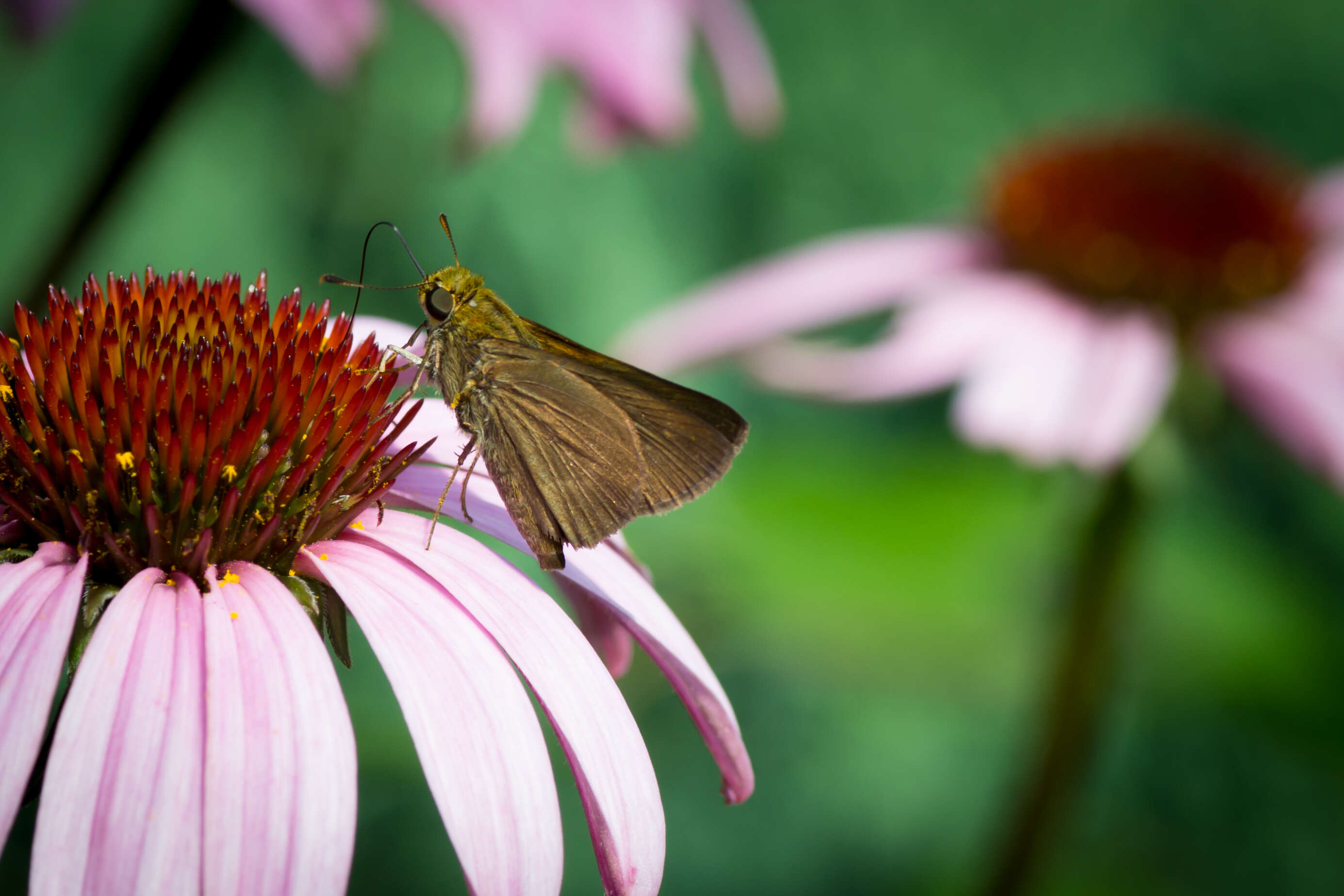 Image of Dun Sedge Skipper