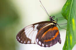 Image of Cydno Longwing