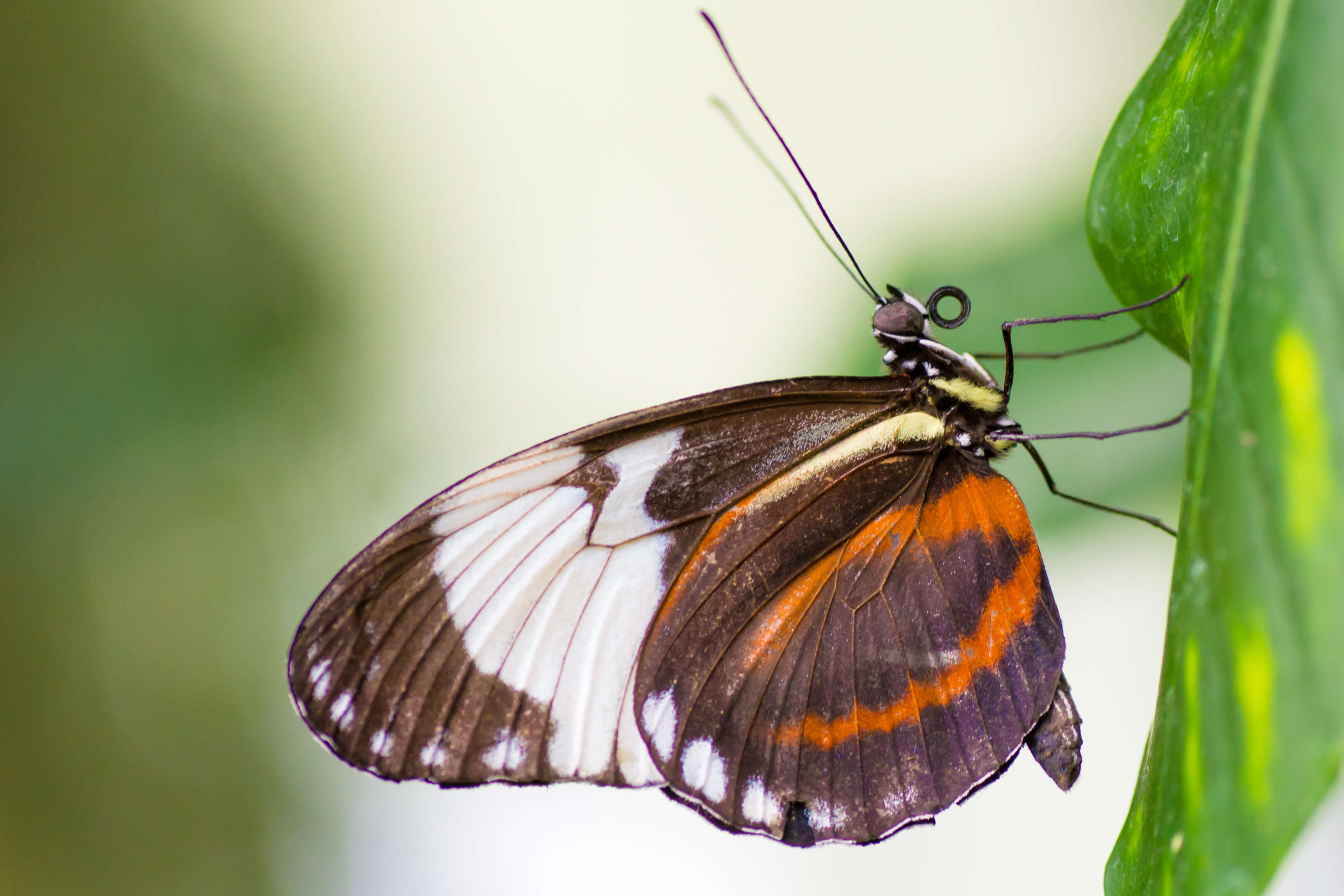 Image of Cydno Longwing