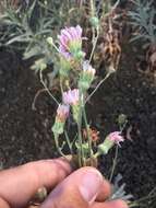 Image of cliff desertdandelion