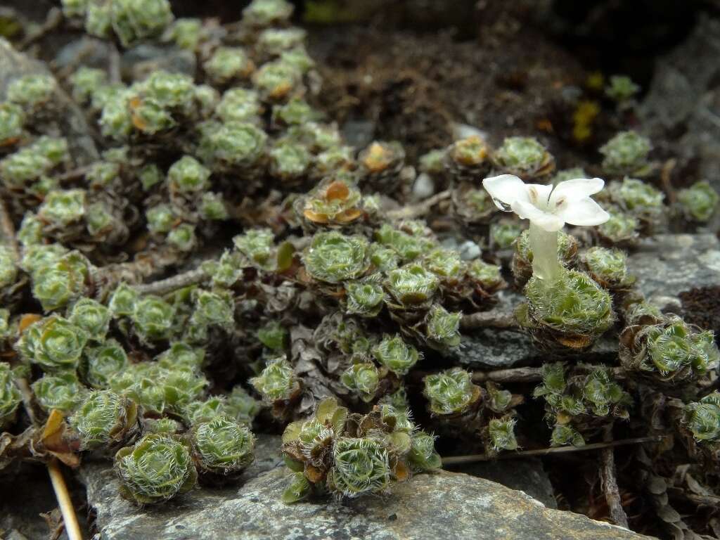 Image of Veronica ciliolata subsp. ciliolata