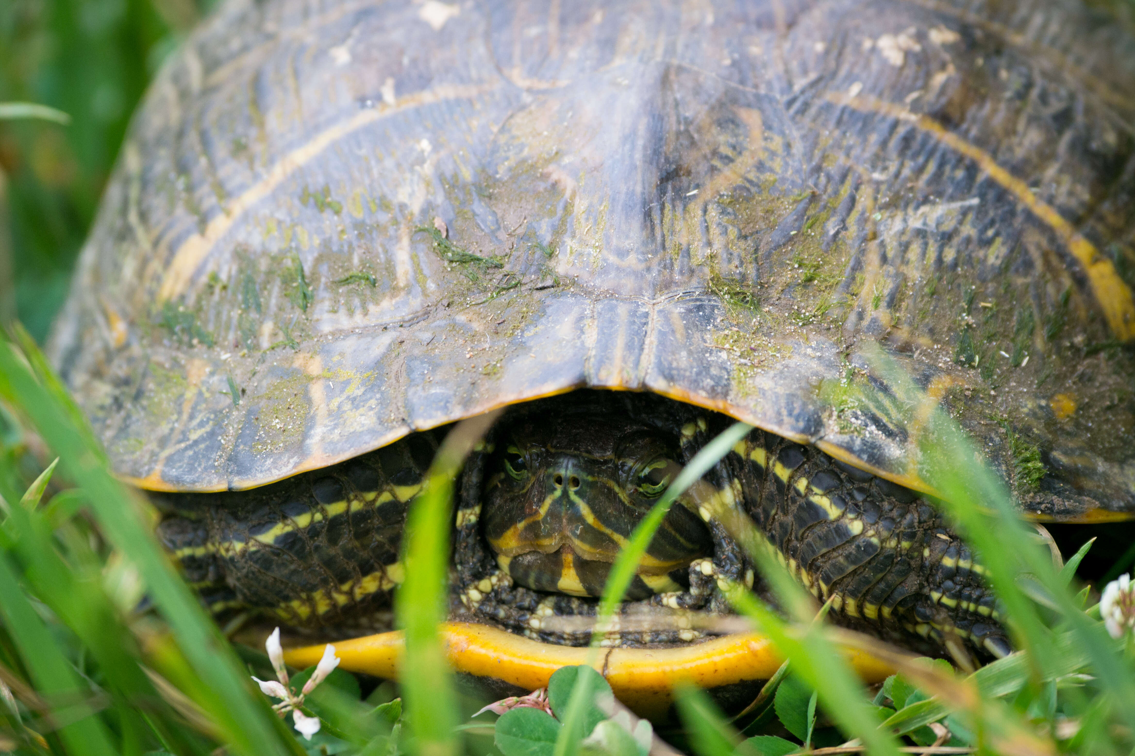 Image of slider turtle, red-eared terrapin, red-eared slider