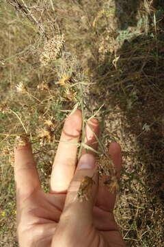 Image of Centaurea arenaria Bieb. ex Willd.