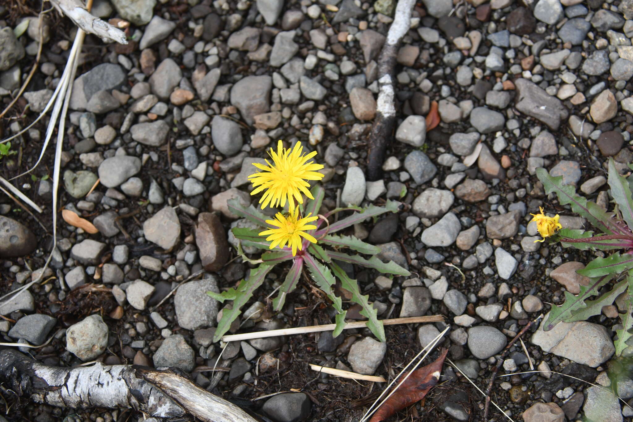 Image of Taraxacum acricorne Dahlst.