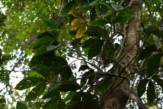 Image of Philodendron tripartitum (Jacq.) Schott