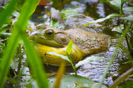 Image of American Bullfrog