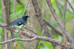 Imagem de Setophaga caerulescens (Gmelin & JF 1789)